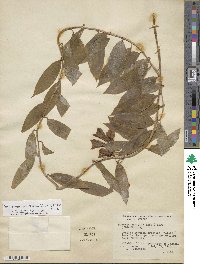 Bomarea acutifolia image