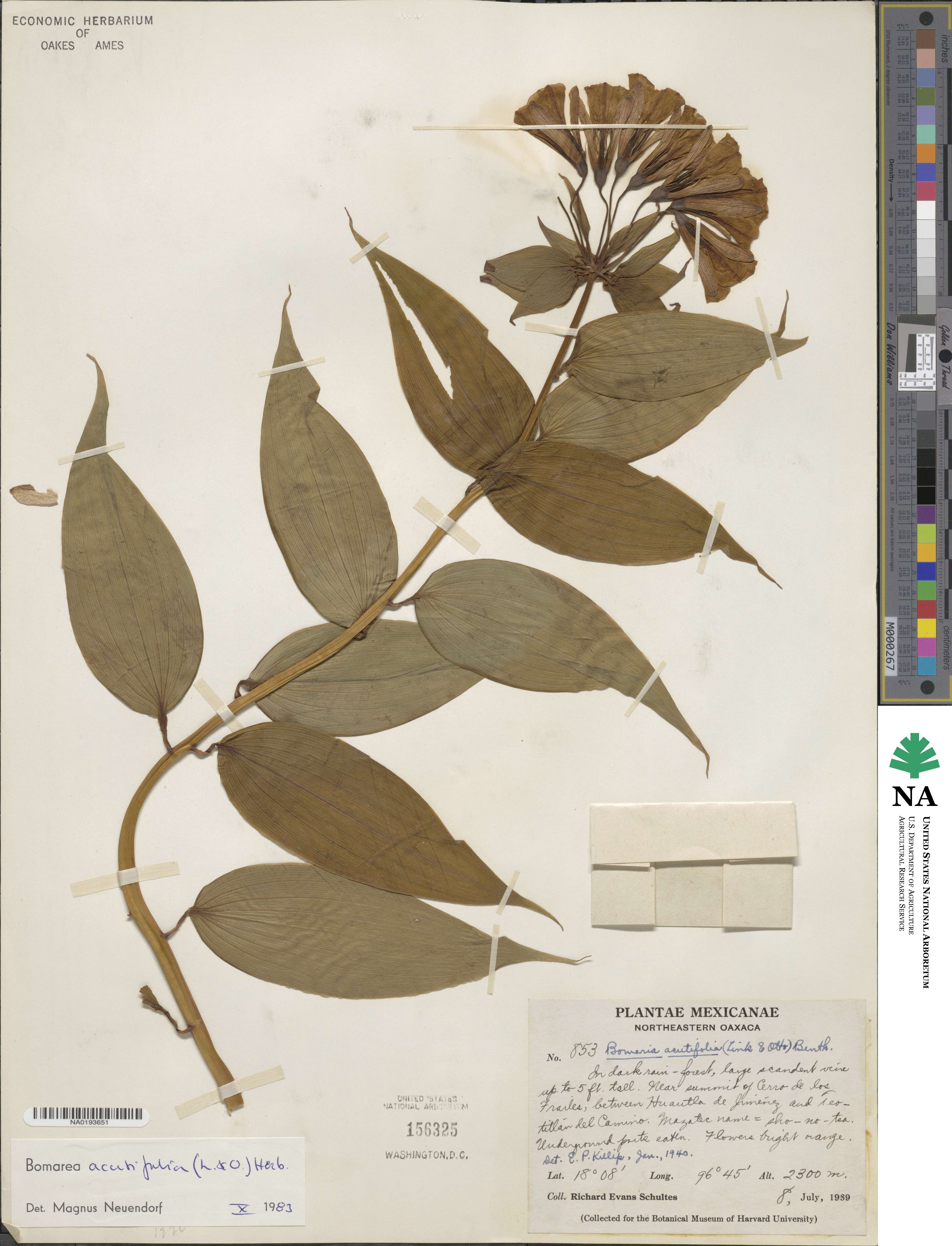 Bomarea acutifolia image