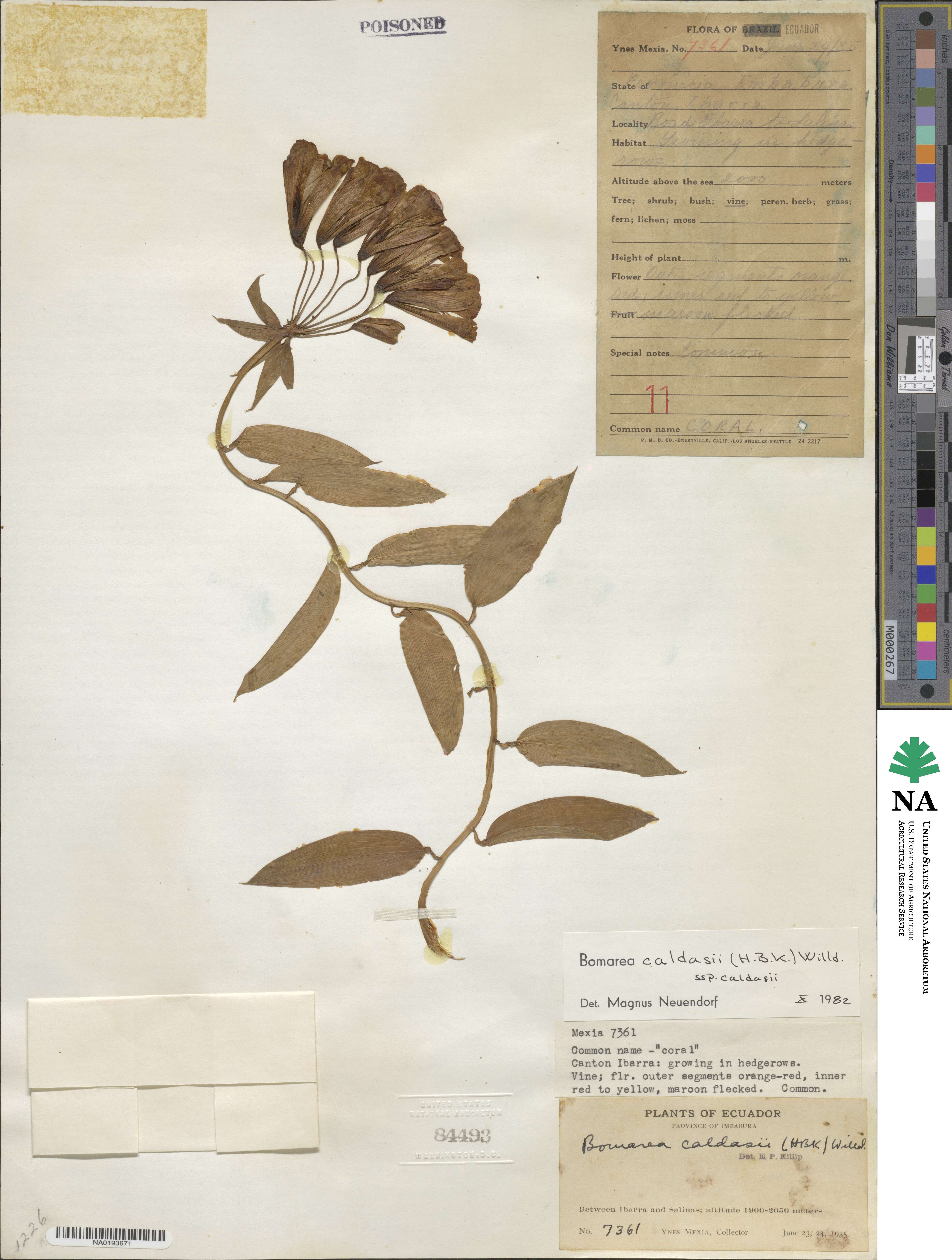 Bomarea multiflora image