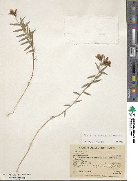 Image of Bomarea linifolia