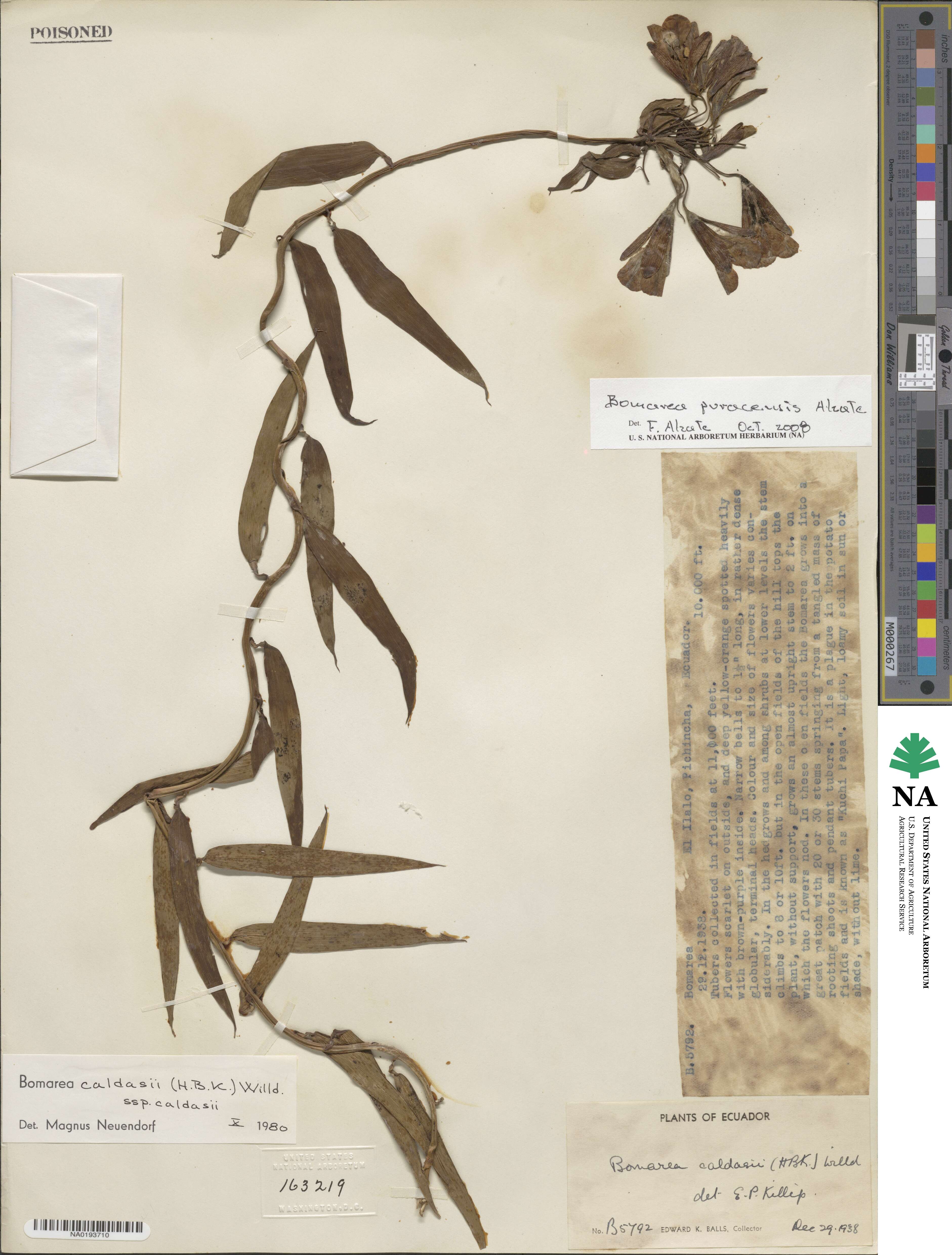 Bomarea puracensis image