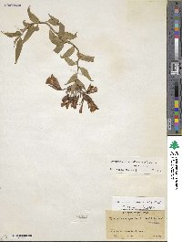 Bomarea puracensis image