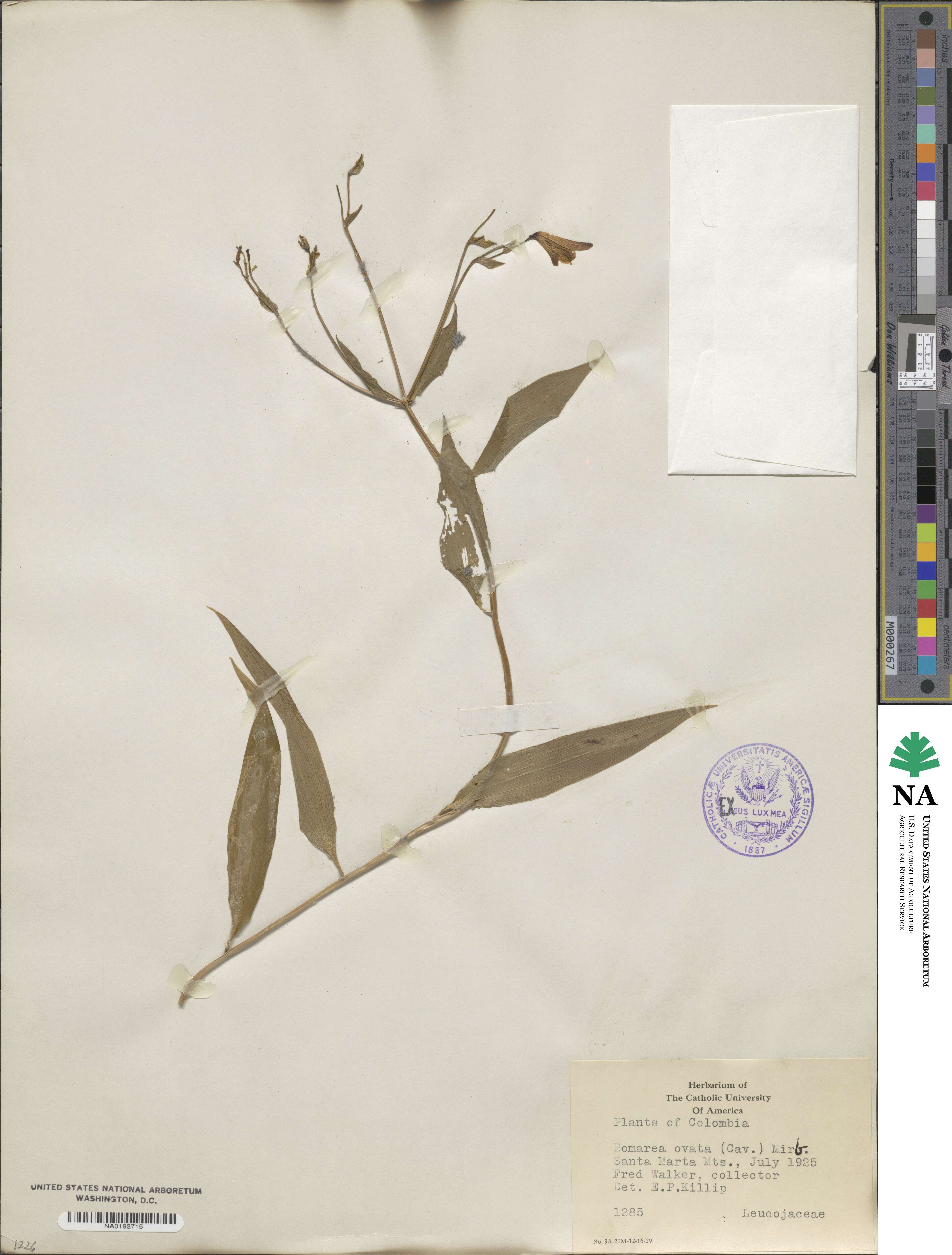 Bomarea purpurea image