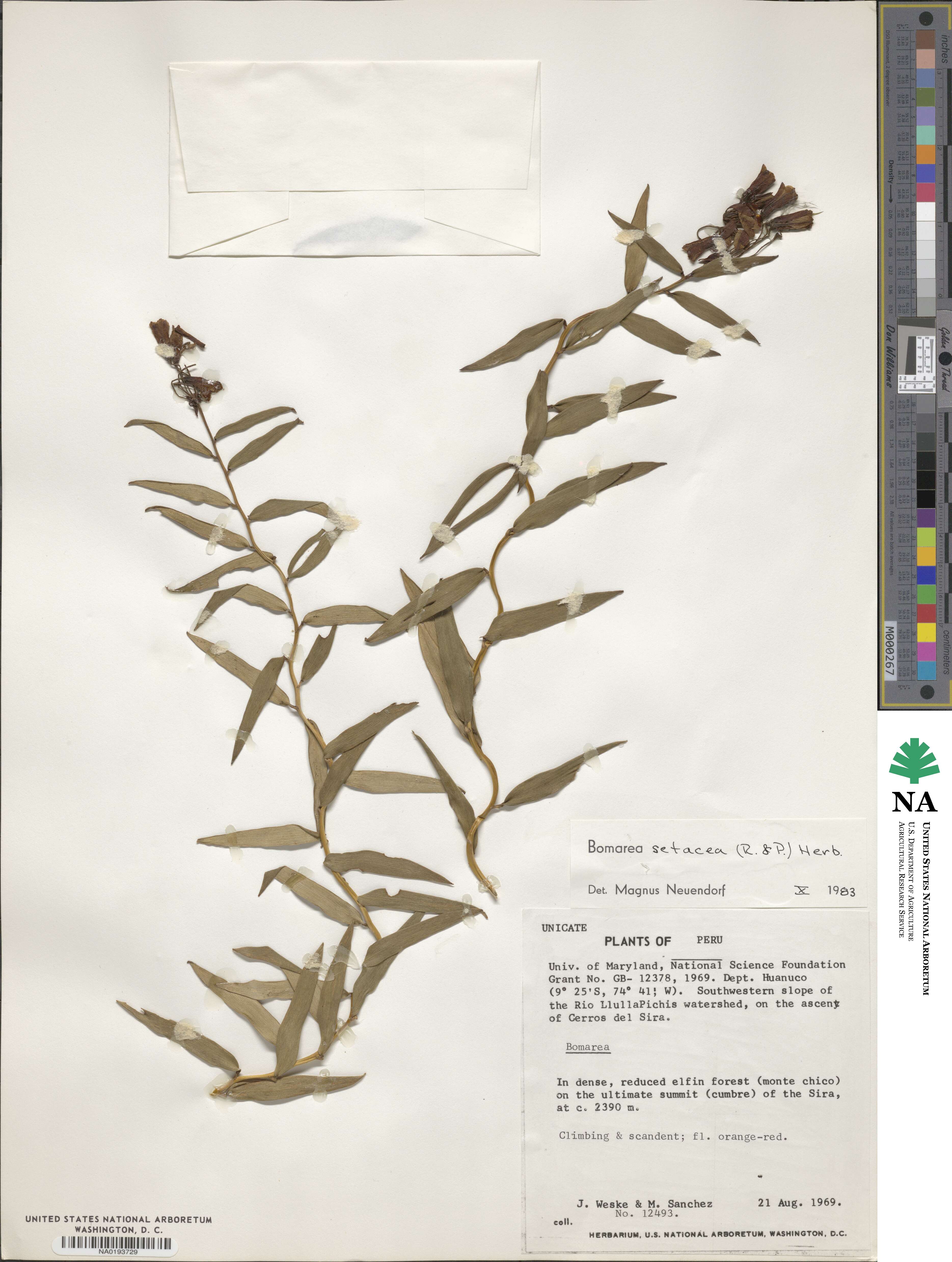 Bomarea setacea image