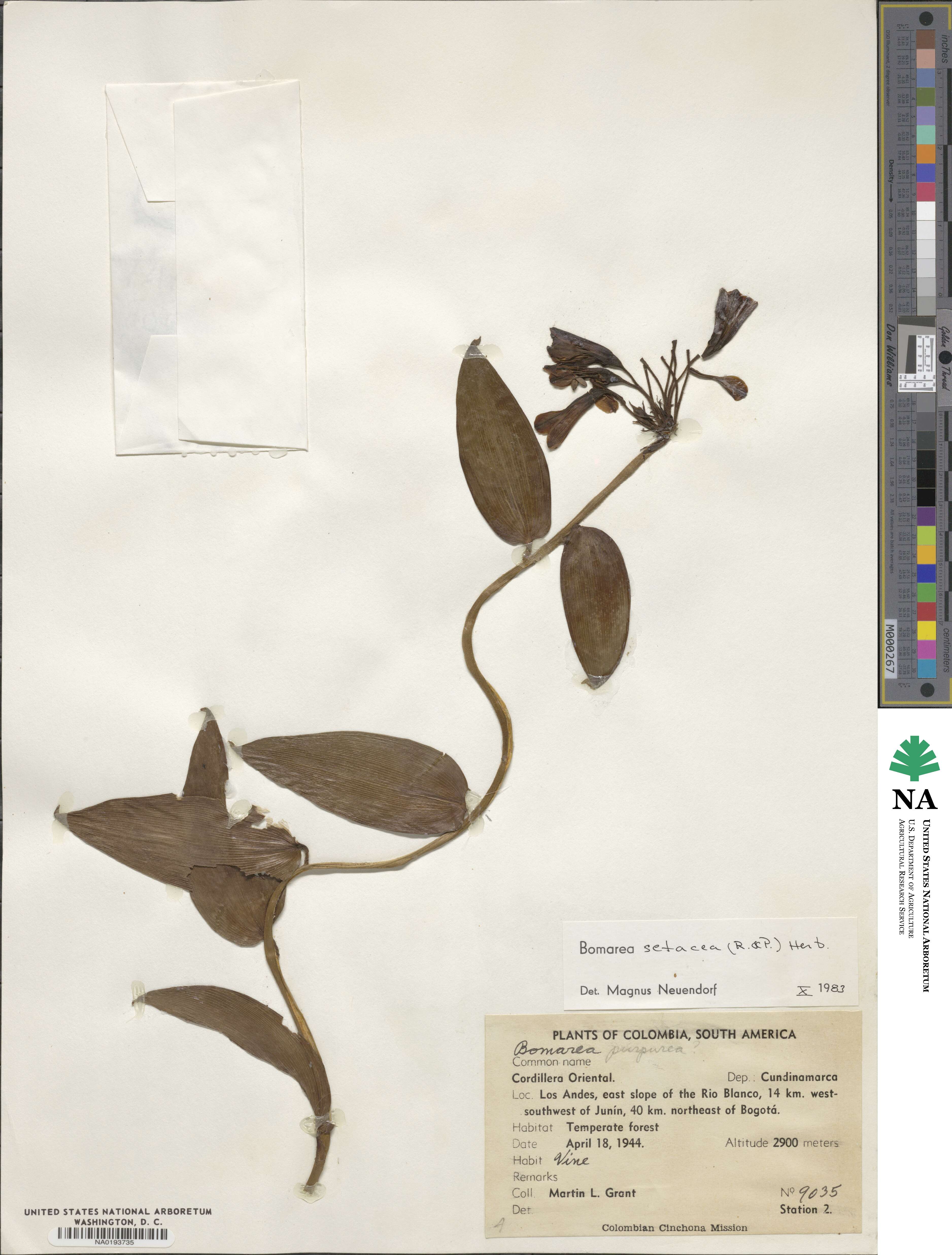 Bomarea setacea image