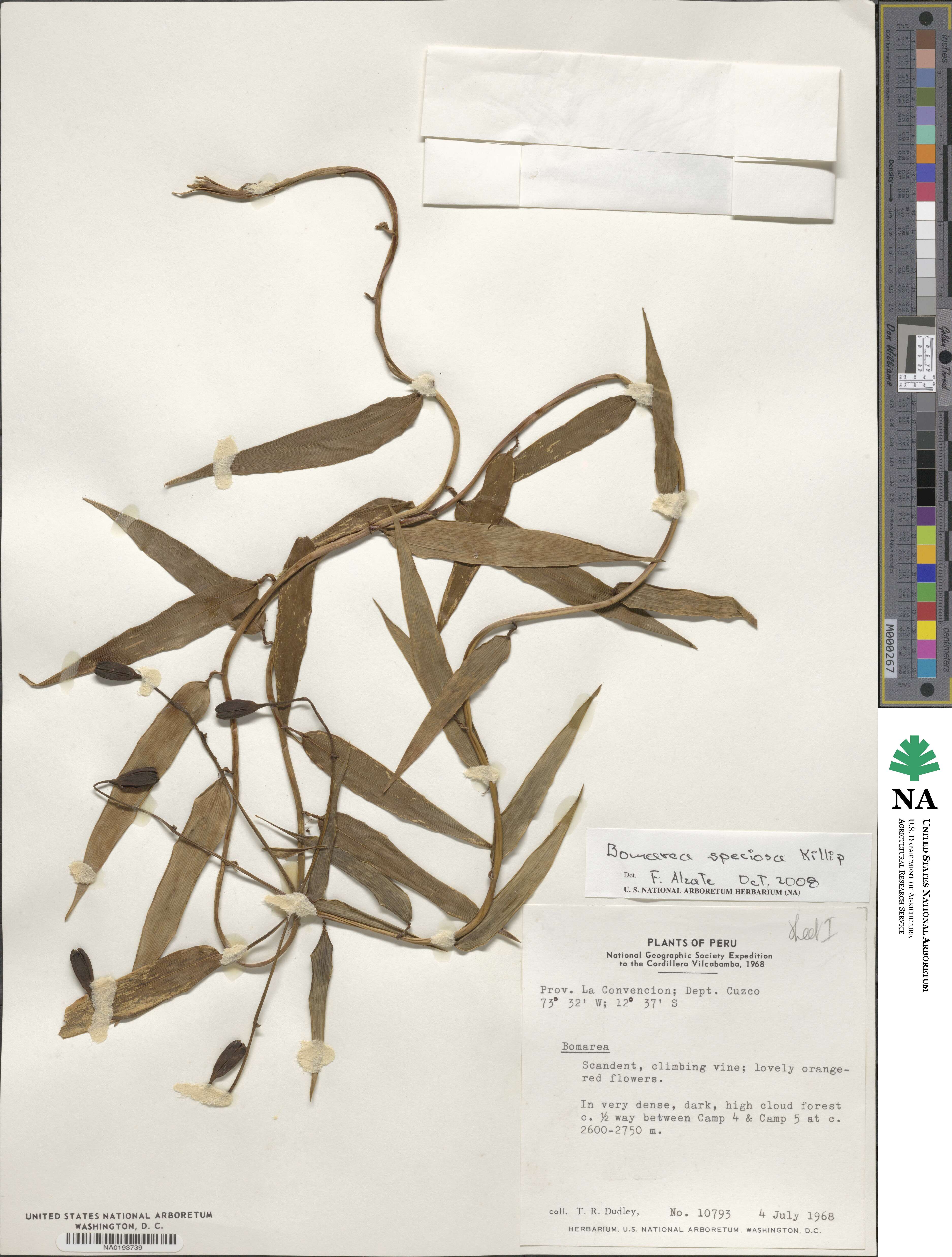 Bomarea speciosa image
