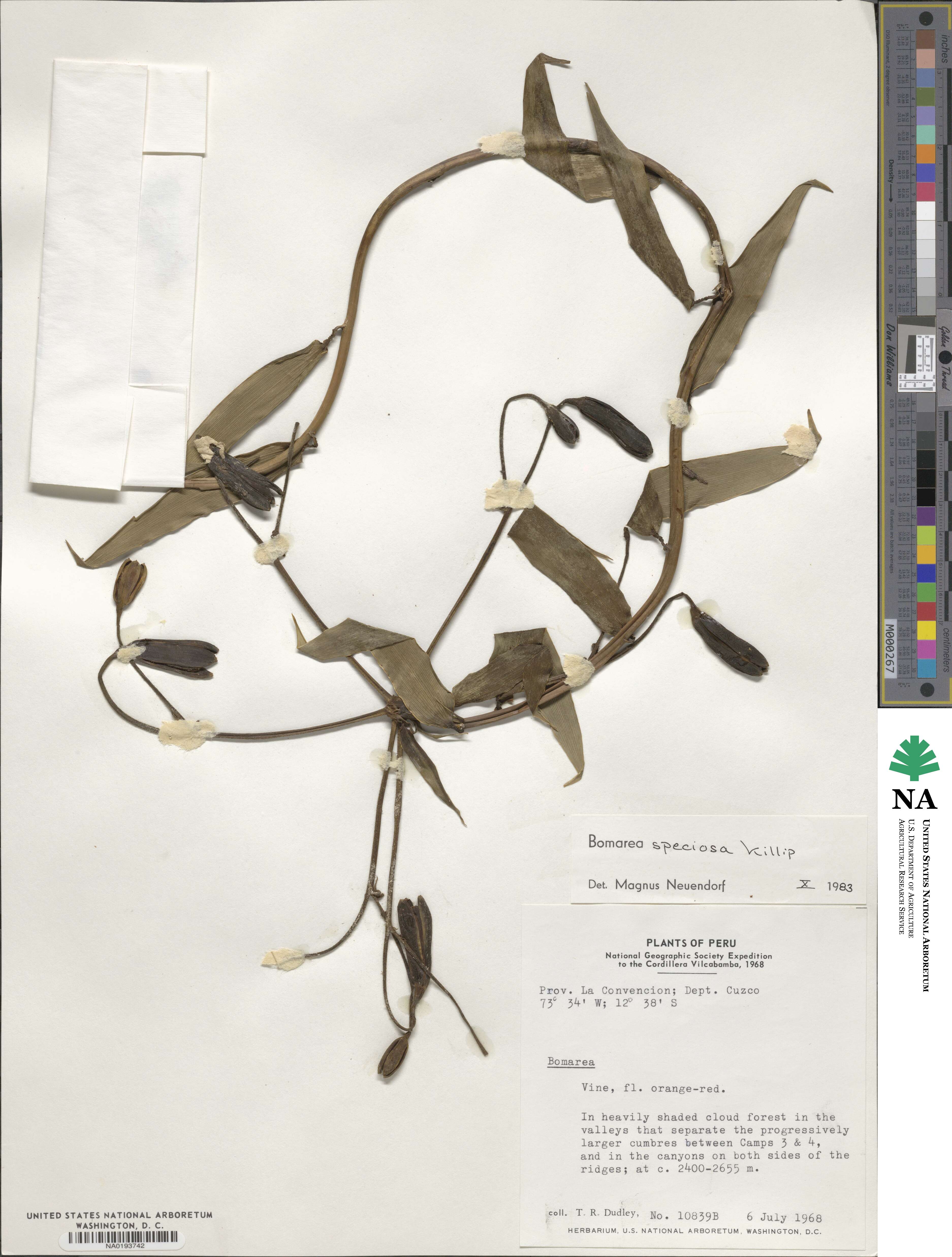 Bomarea speciosa image