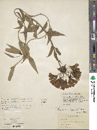 Bomarea multiflora image