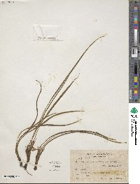 Image of Curculigo scorzonerifolia