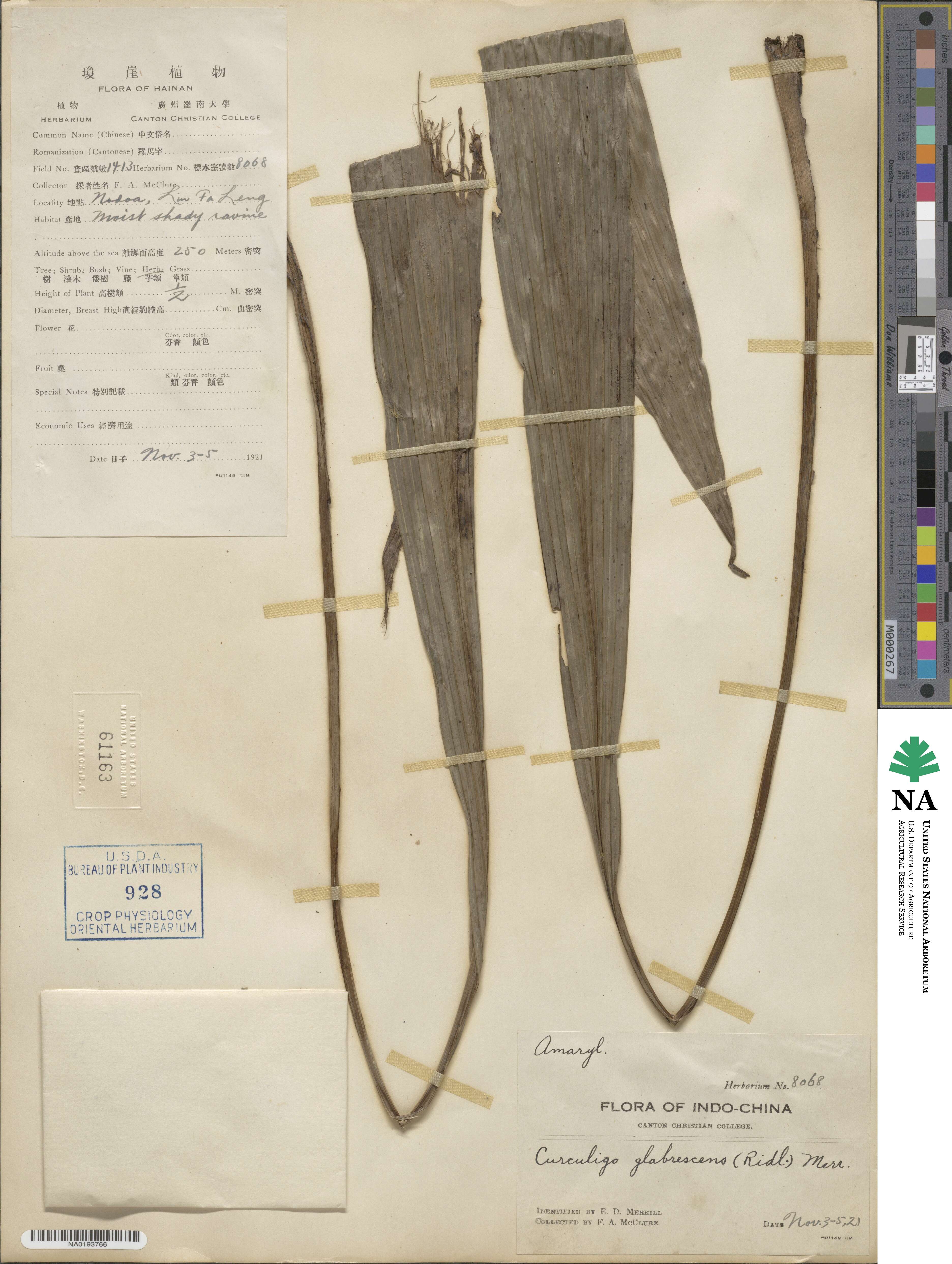 Curculigo latifolia image