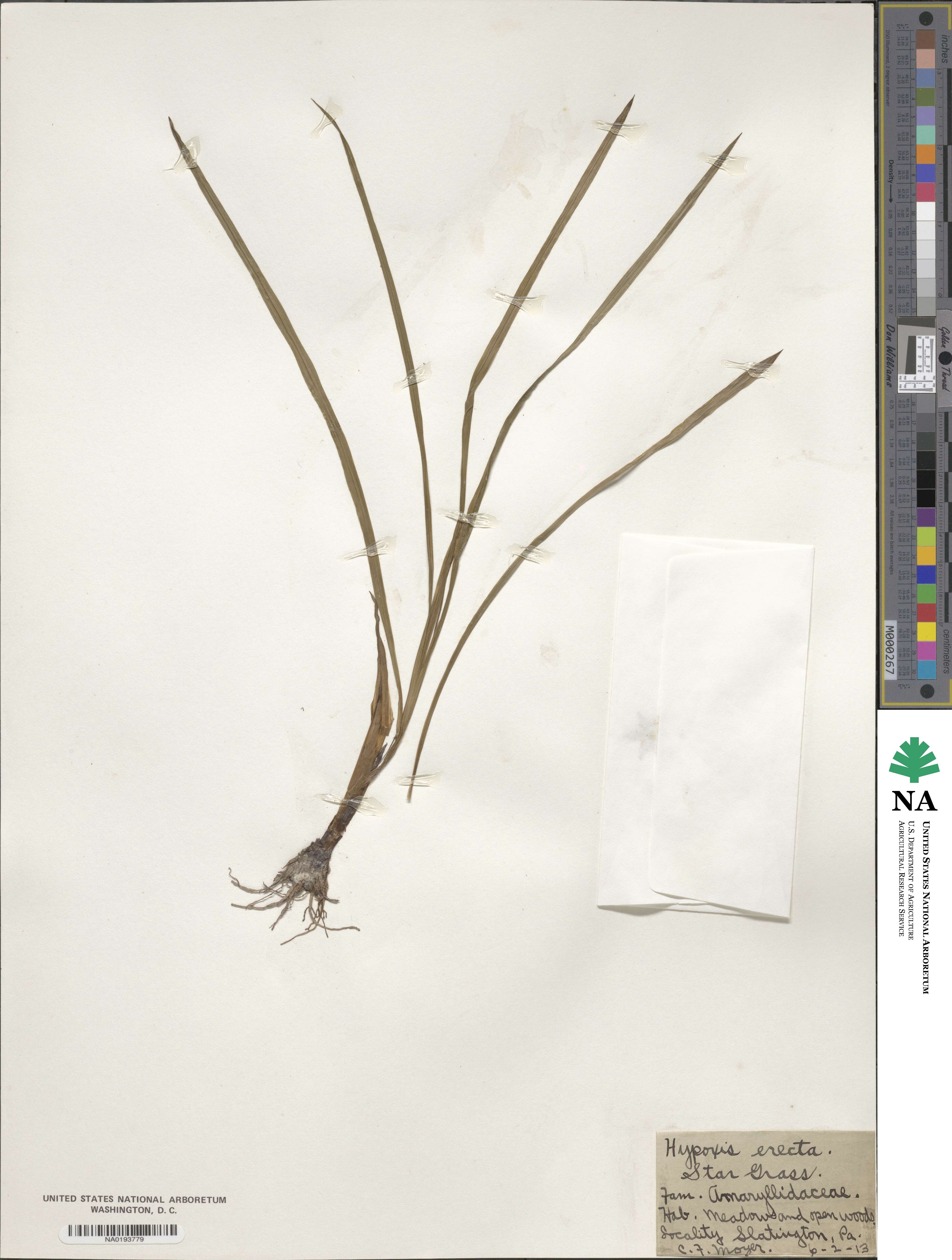 Hypoxis hirsuta image