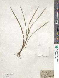 Hypoxis hirsuta image