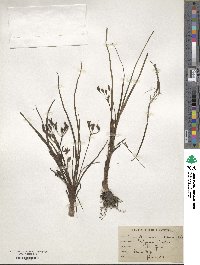 Hypoxis hirsuta image