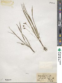 Hypoxis hirsuta image