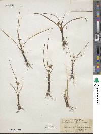 Hypoxis hirsuta image