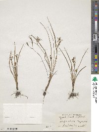 Hypoxis hirsuta image