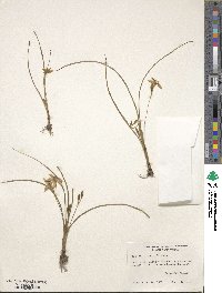 Hypoxis hirsuta image