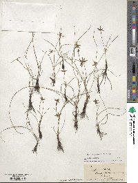 Hypoxis juncea image