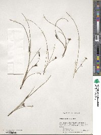 Hypoxis juncea image