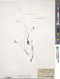 Hypoxis juncea image