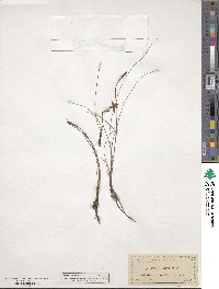 Hypoxis juncea image