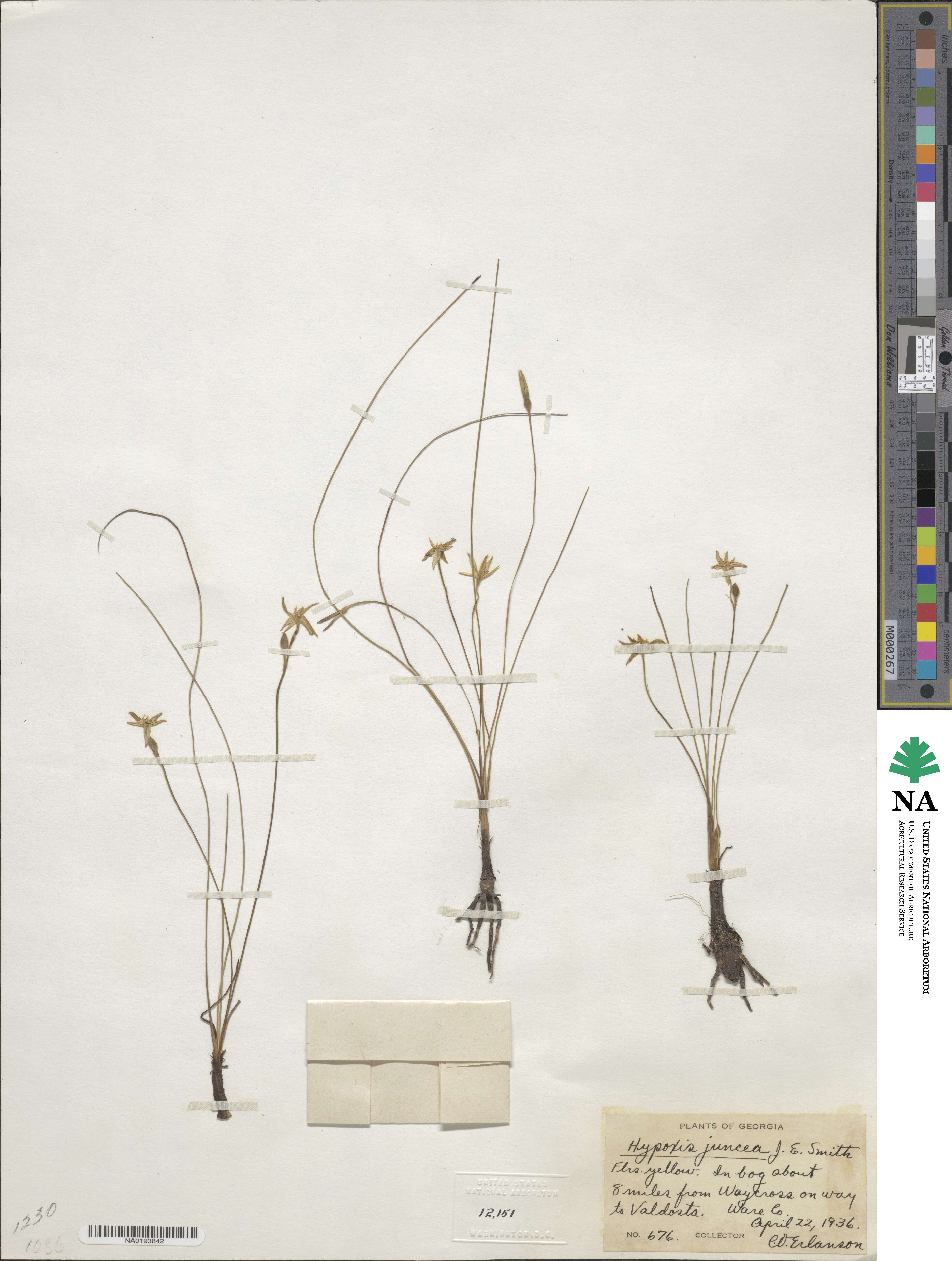 Hypoxis juncea image