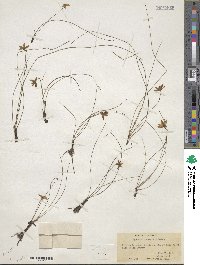 Hypoxis juncea image