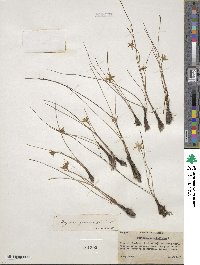 Hypoxis juncea image