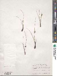 Hypoxis hirsuta image