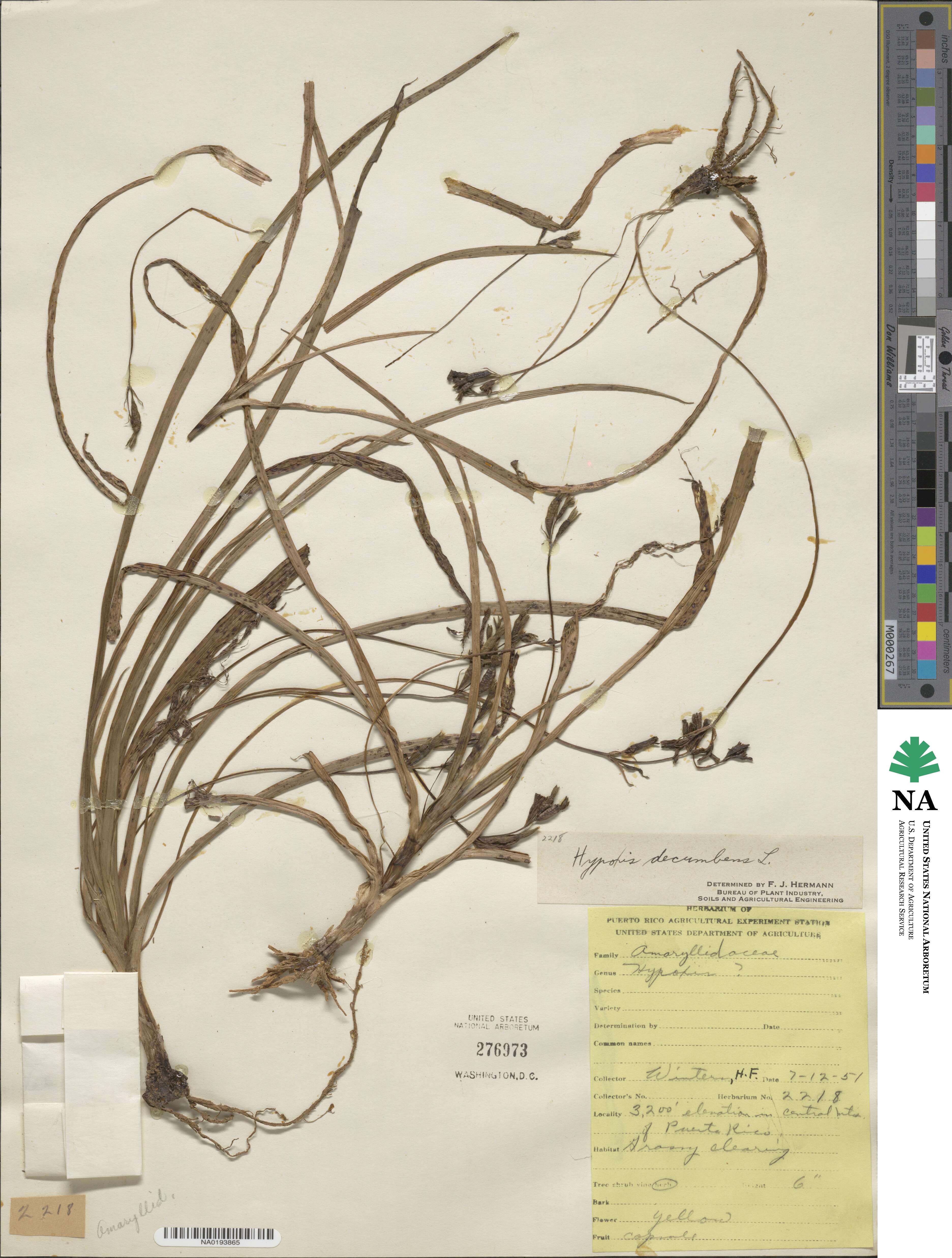 Hypoxis decumbens image