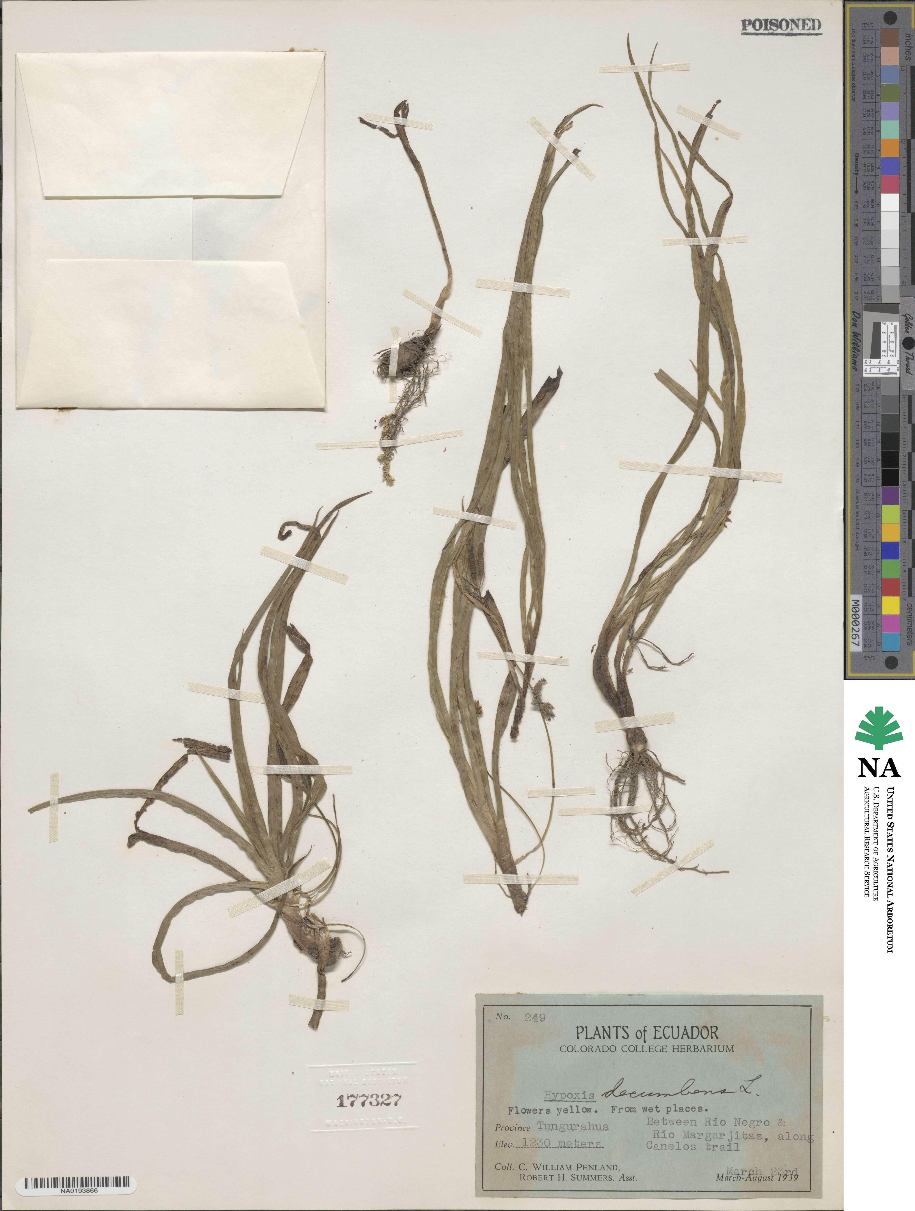 Hypoxis decumbens image