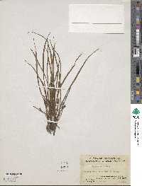 Hypoxis aurea image