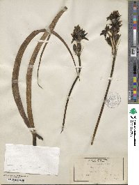 Hypoxis hemerocallidea image