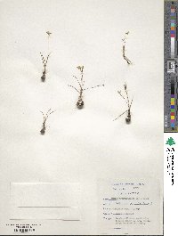 Pauridia trifurcillata image