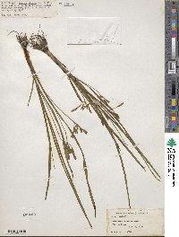 Hypoxis hirsuta image