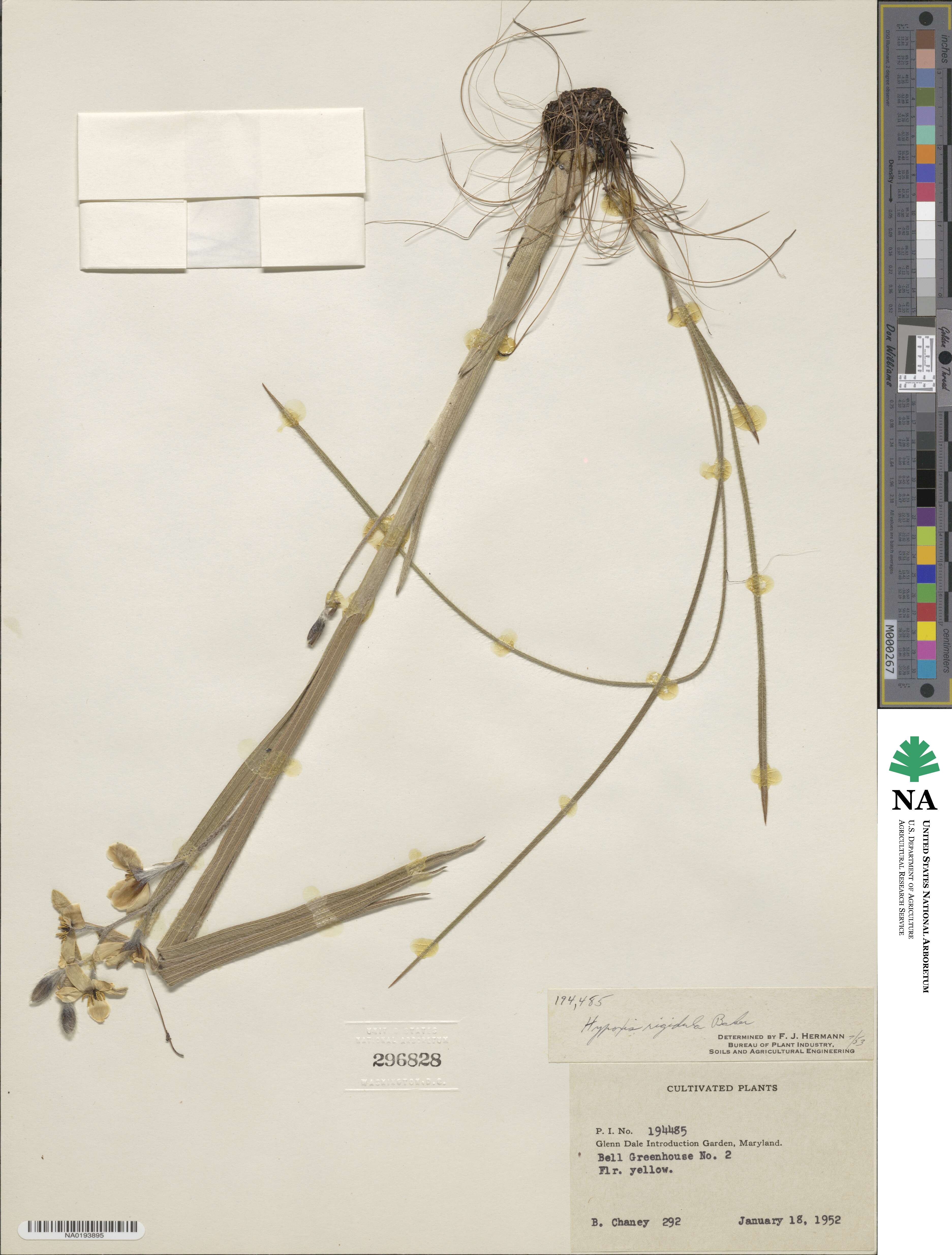 Hypoxis rigidula image