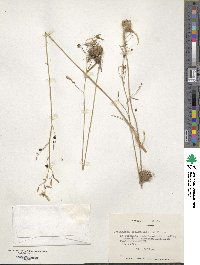 Conanthera bifolia image