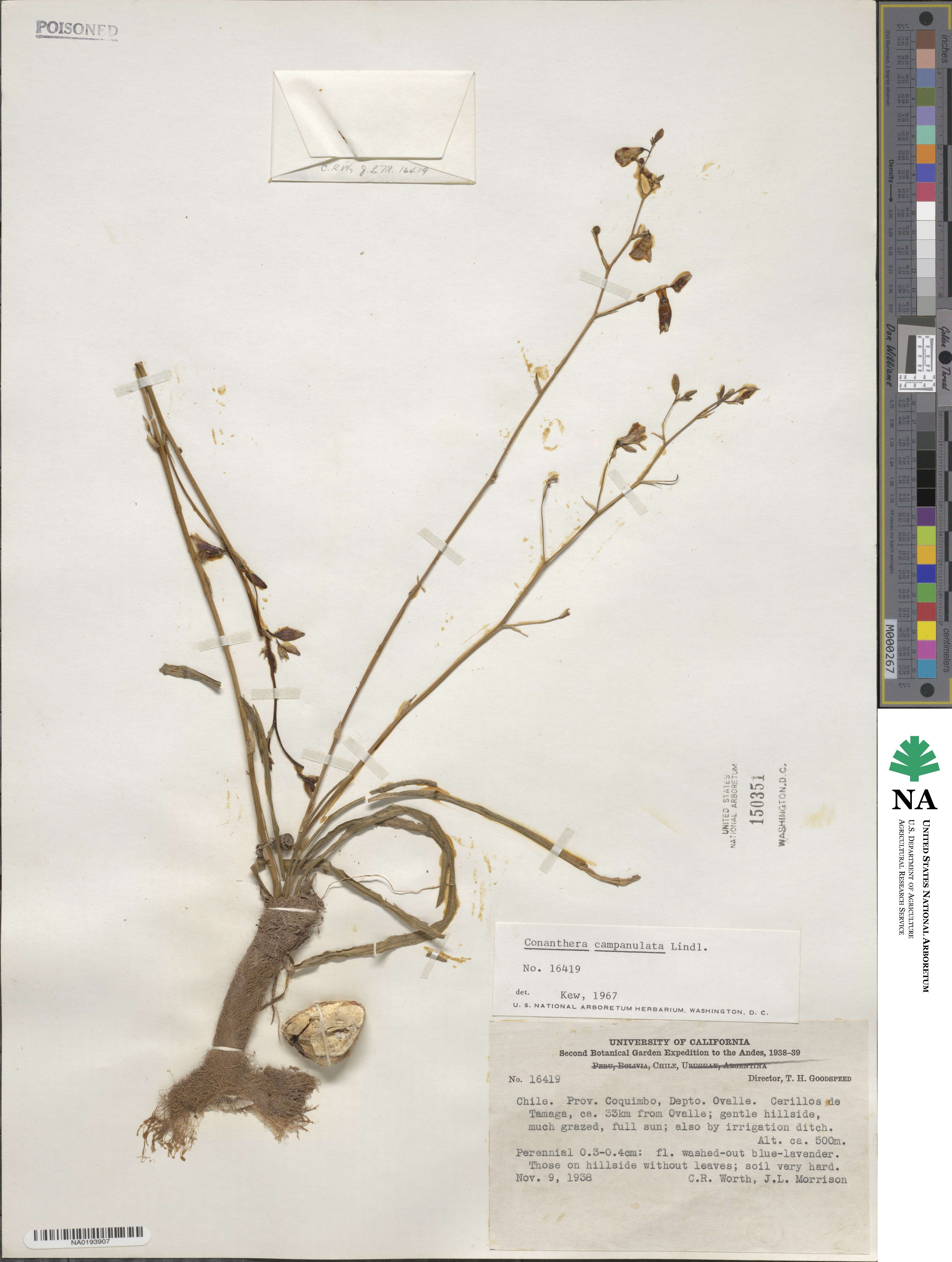 Conanthera campanulata image