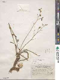 Conanthera campanulata image