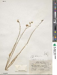 Conanthera campanulata image