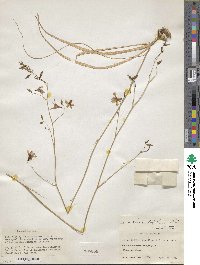 Conanthera bifolia image