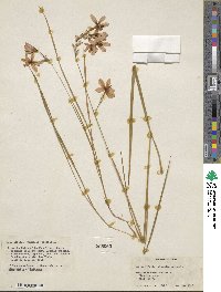 Cyanella hyacinthoides image