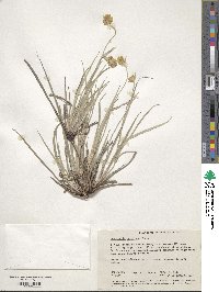 Image of Conostylis candicans