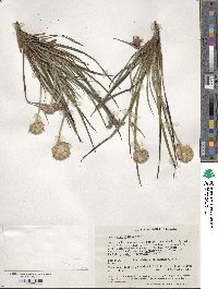 Conostylis setigera image