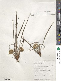 Image of Conostylis juncea