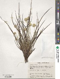 Conostylis setigera image