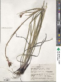 Anigozanthos manglesii image