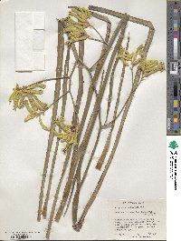 Anigozanthos flavidus image