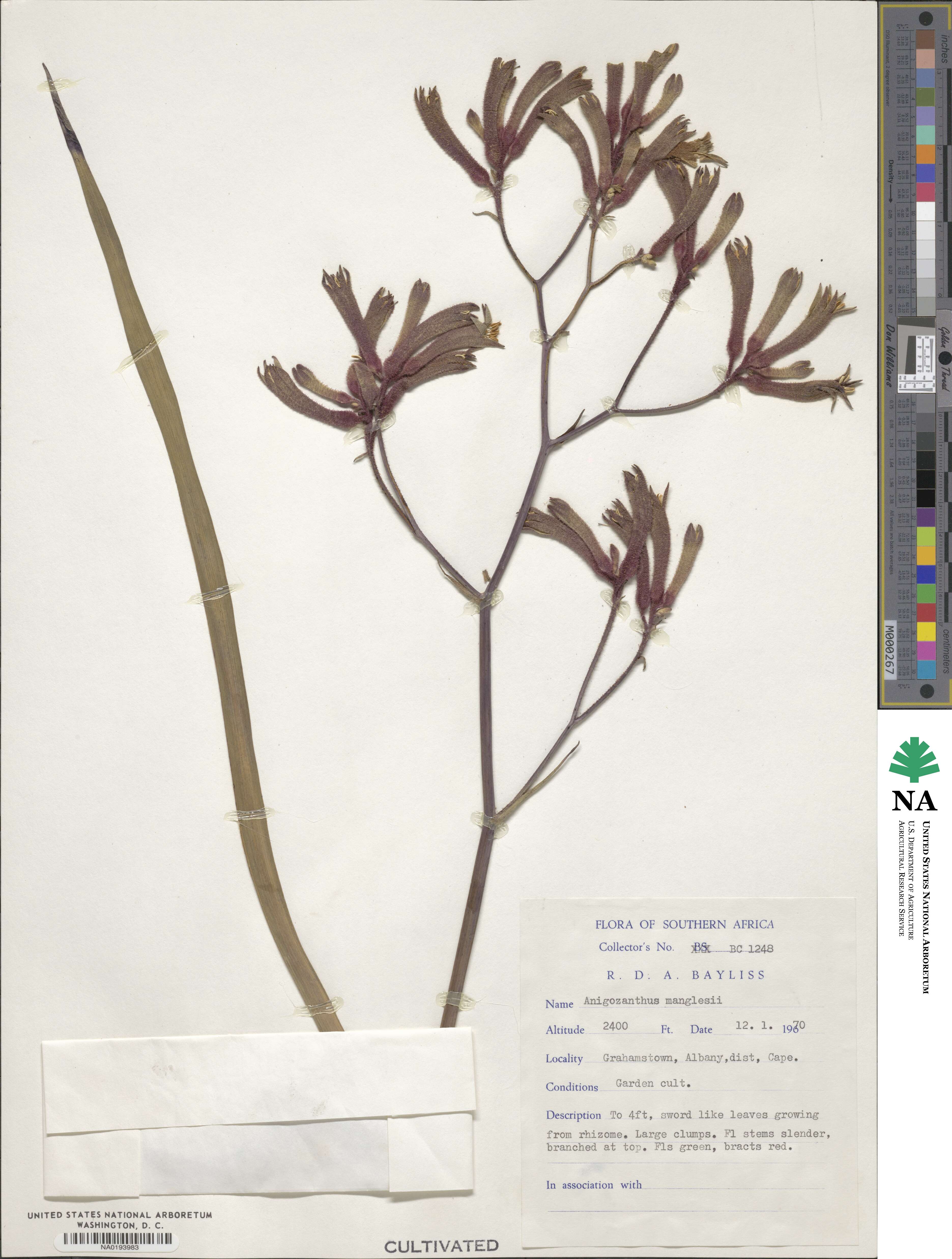 Anigozanthos manglesii image