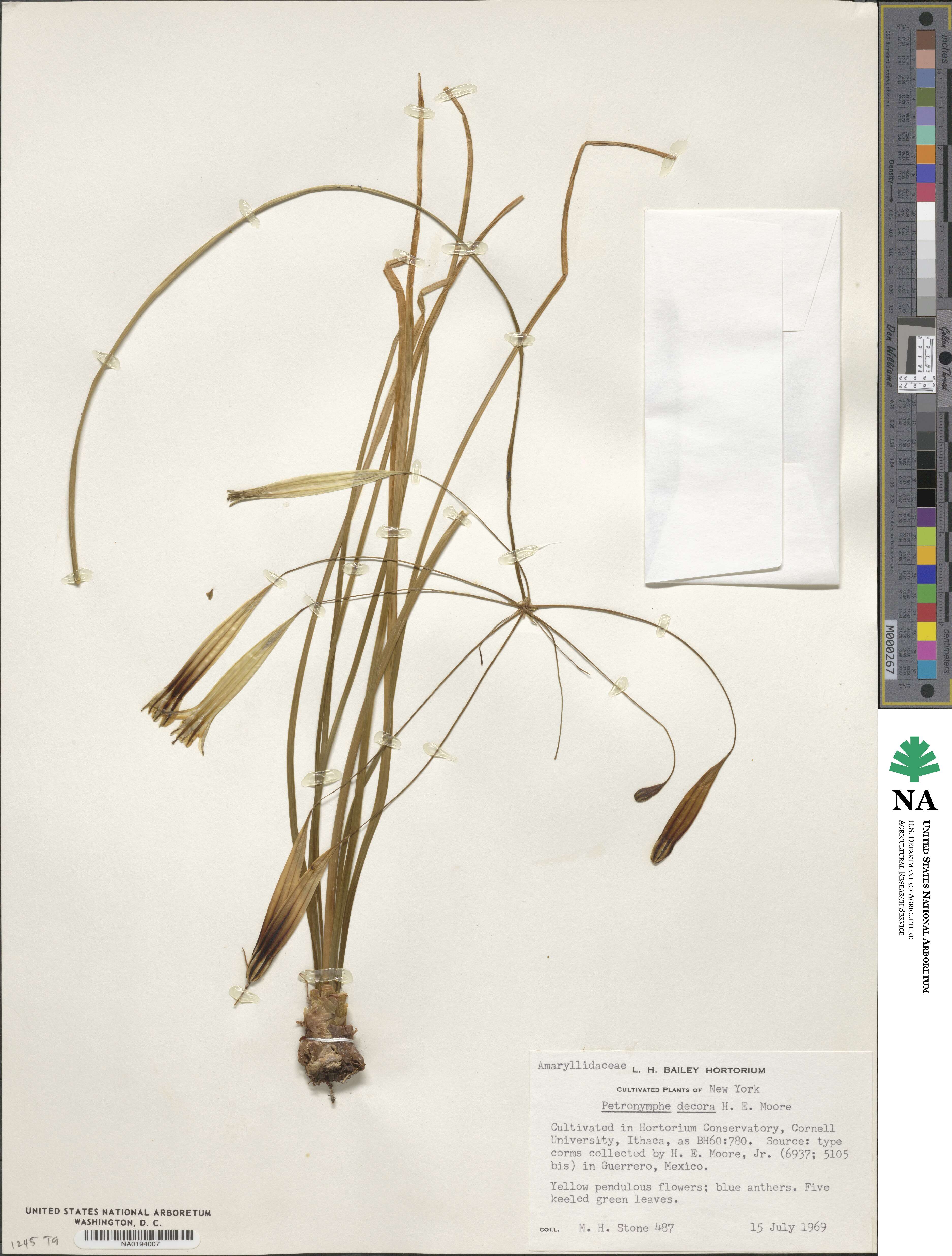 Petronymphe decora image